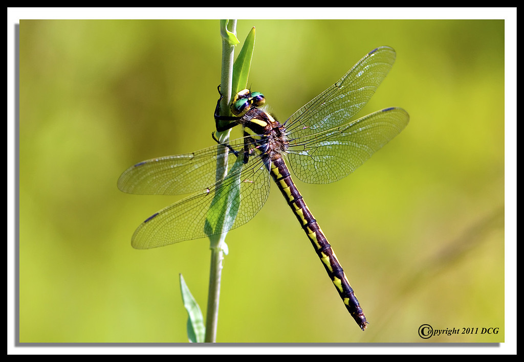 IMAGE: http://amtphoto.smugmug.com/2011Photos/Dragonflies/i-J94L9R2/0/XL/Dragonfly-06-16-01acr-XL.jpg