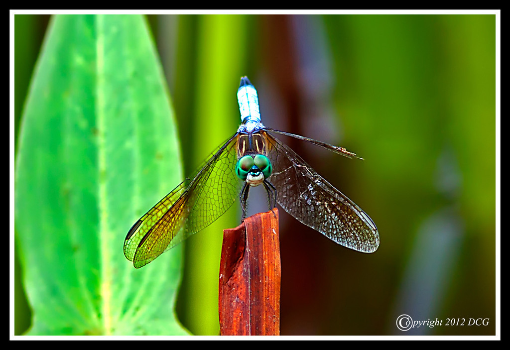 IMAGE: http://amtphoto.smugmug.com/2012Photos/Dragonfly/i-Q8VTNqX/0/XL/Dragonfly-08-16-01bcr-XL.jpg