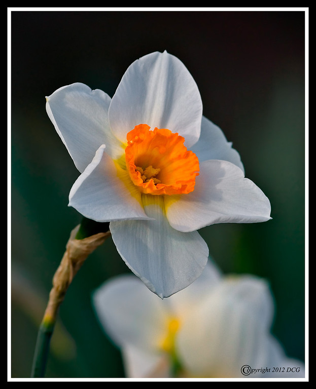 IMAGE: http://amtphoto.smugmug.com/2012Photos/Flowers/i-tXjhqLZ/0/XL/Daffodil-04-18-03acr-XL.jpg