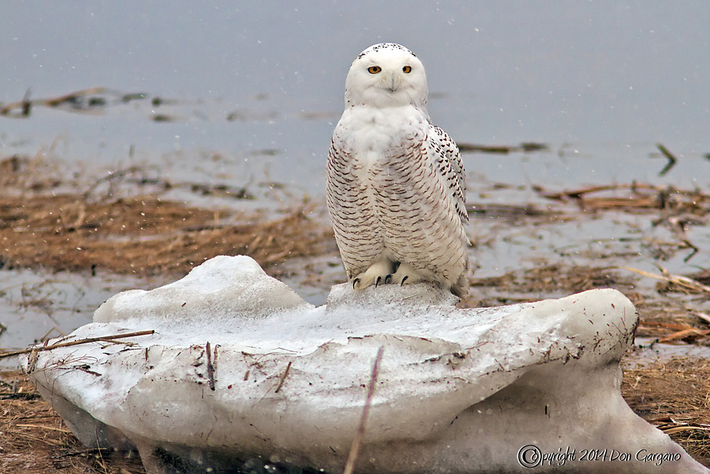 IMAGE: http://amtphoto.smugmug.com/2014-Photos/Wildlife/Birds/i-5vhbdvB/0/XL/Snowy%20Owl-02-03-01acr-XL.jpg