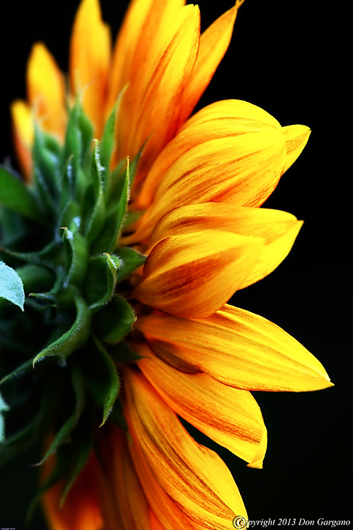 IMAGE: http://amtphoto.smugmug.com/Photos2013-1/Flowers/i-DRjv6Bz/0/XL/Sunflower-08-12-01cr%20-XL.jpg